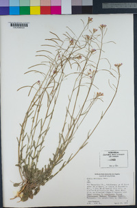 Boechera perennans image