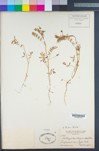 Astragalus tener image