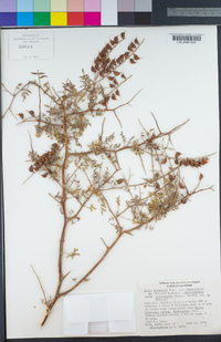 Psorothamnus arborescens var. minutifolius image