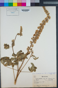 Lupinus polyphyllus subsp. superbus image