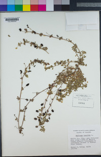 Medicago lupulina image