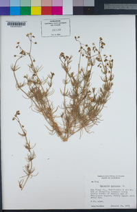 Spergula arvensis image