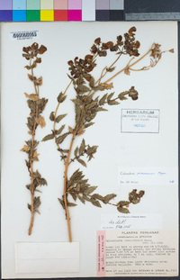 Image of Calceolaria pisacomensis