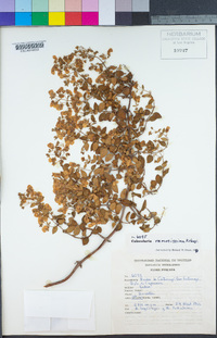 Image of Calceolaria ramosissima