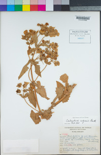 Image of Calceolaria calycina