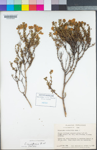 Image of Calceolaria bartsiifolia