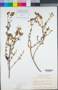 Image of Calceolaria cuneiformis