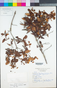 Image of Calceolaria nivalis