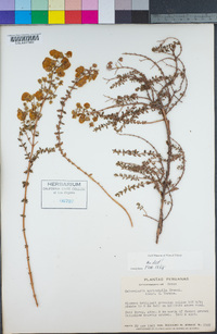 Image of Calceolaria myriophylla