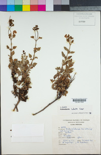Image of Calceolaria lobata