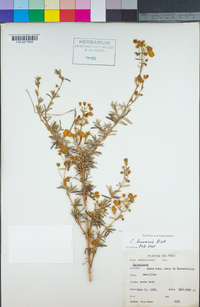 Image of Calceolaria linearis