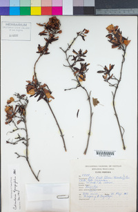 Image of Calceolaria hyssopifolia