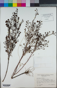 Image of Agalinis tenuifolia