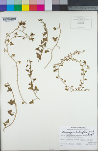 Maurandella antirrhiniflora image