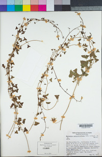 Maurandella antirrhiniflora image