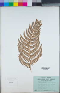 Dryopteris arguta image