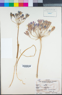 Triteleia laxa image