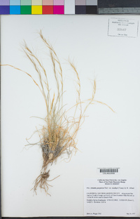 Aristida purpurea var. nealleyi image