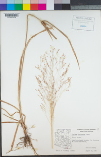 Panicum hirticaule image