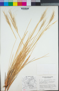 Stipa speciosa image