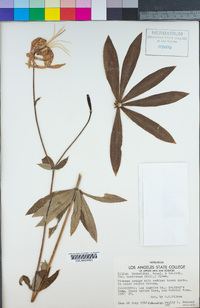 Lilium humboldtii image