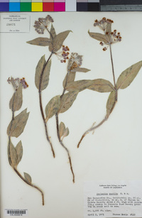 Asclepias vestita image