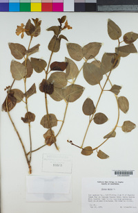 Vinca major image