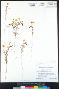 Camissonia campestris image