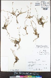 Minuartia nuttallii var. gracilis image