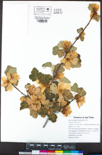 Fremontodendron californicum image