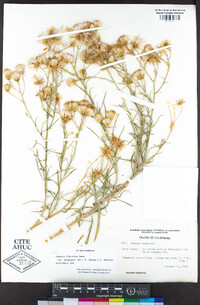 Senecio flaccidus var. douglasii image