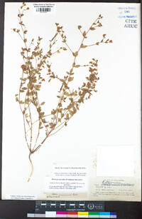 Acmispon americanus var. americanus image