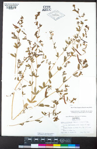 Acmispon americanus var. americanus image