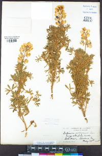 Lupinus arboreus image