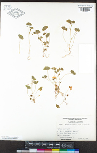 Medicago arabica image