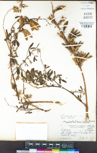 Lupinus rivularis image