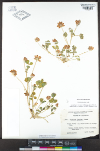 Trifolium fucatum image