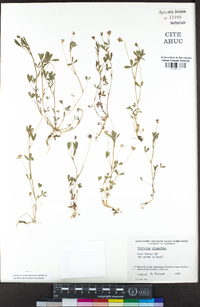 Trifolium oliganthum image