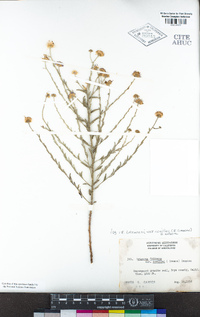 Erigeron breweri var. covillei image