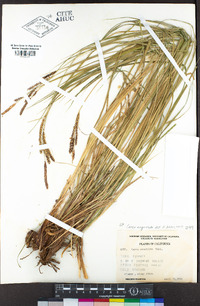 Carex angustata image