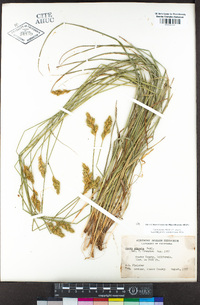 Carex stipata var. stipata image