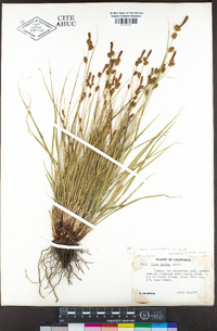 Carex serratodens image