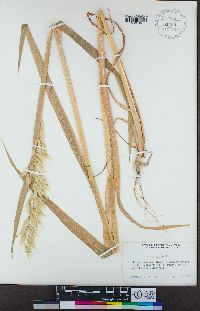 Avena sativa image