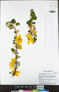 Fremontodendron californicum image