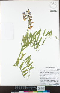 Lathyrus jepsonii image