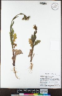 Sonchus asper image