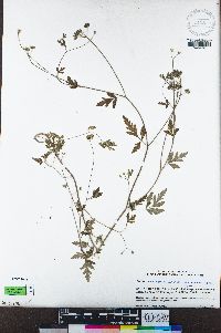 Torilis arvensis image