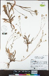 Crepis capillaris image