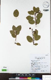 Arctostaphylos manzanita subsp. roofii image