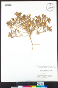 Oenothera californica image